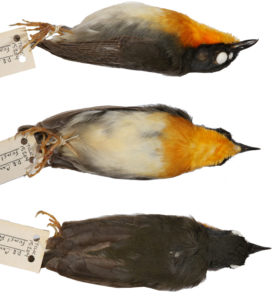 Rudder's Forest Robin (Stiphrornis rudderi).