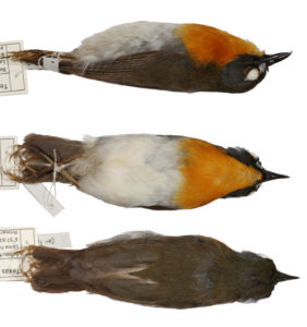 Dahomey Forest Robin (Stiphrornis dahomeyensis).