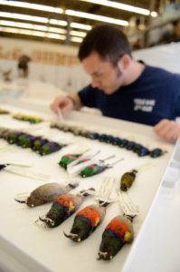 African sunbird specimens being integrated into the collections at the BRTC.