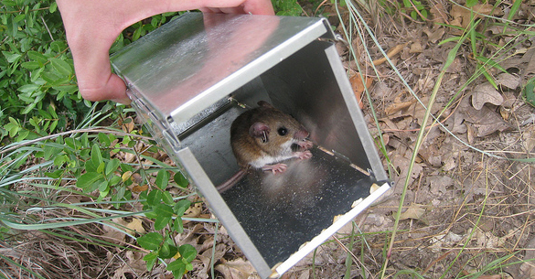 Mammal Trapping