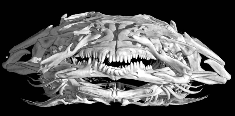 TCWC11200-20_Cranial_White_final